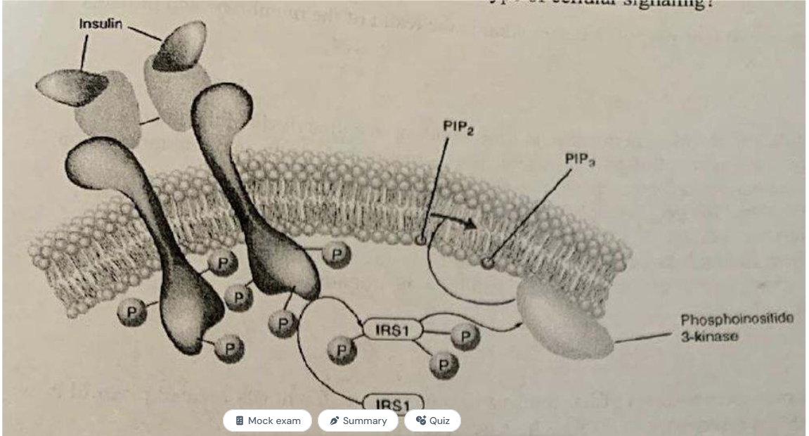 <p>Below is an image of which type of cellular signaling</p>