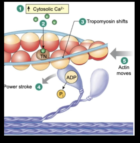 <p>Initiation of Contraction</p><ul><li><p>Ca2+ levels ____ in cytosol</p></li><li><p>Ca2+ binds to troponin aka TN</p></li><li><p>Troponin-Ca2+ complex pulls tropomyosin ___ from actin’s myosin binding site</p></li><li><p>Myosin binds strongly to actin and completes power ____</p></li><li><p>actin filament moves towrads center of ___</p></li></ul><p></p><p>*** this is Calcium is important</p>