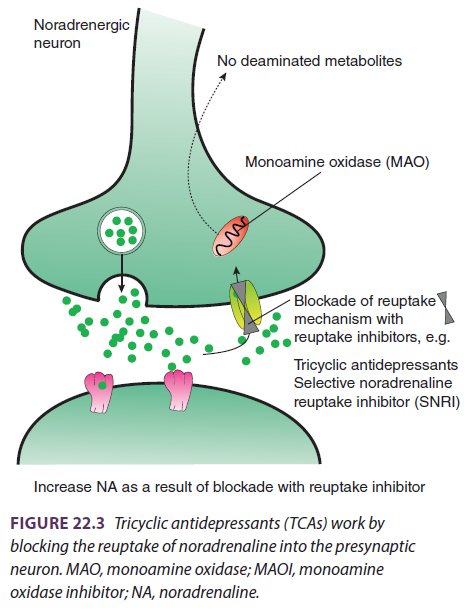 <p><strong>Tricyclische antidepressiva </strong>blokkeren de heropname van o.a. noradrenaline en serotonine, door de transporteiwitten voor deze neurotransmitters te inhiberen (NET voor noradrenaline en SERT voor serotonine).</p><p>Hierdoor blijft er meer noradrenaline/serotonine in de synaps → depressieve symptomen nemen af, maar pas na 21 dagen; dit suggereert dat de initiële verhoging van neurotransmitters niet direct gelinkt was aan het antidepressieve effect.</p><p>De werking van TCA’s ondersteunt zowel de <strong>noradrenerge als serotonine hypothese.</strong></p><p>Echter hebben TCA’s veel bijwerkingen, omdat ze veel andere processen/neurotransmitters beïnvloeden. Ze zijn ook niet goed te mengen met andere medicatie, en kunnen bij overdosis zorgen voor hartproblemen.</p>