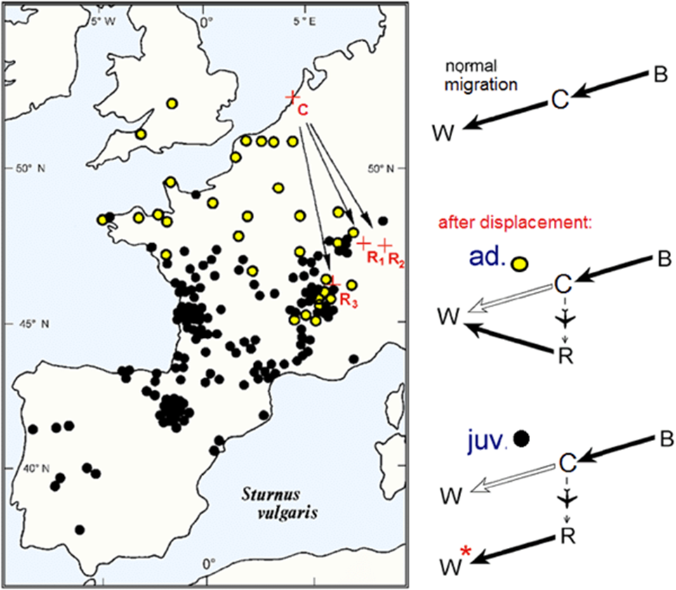 <ul><li><p>displaced 11,000 starlings during migration (C to R1, R2 and R3)</p></li><li><p>most young starlings (black circles) oriented in direction (and for same distance) as they normally would have, but ended up in an incorrect wintering location</p></li><li><p>most adults (yellow) navigated to correct wintering sites</p></li></ul><p></p>