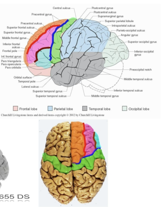 <ul><li><p>Primary gyri of the frontal lobe includes the precentral gyrus (primary motor cortex) and the superior, middle, and inferior frontal gyri.</p></li><li><p>Separated by the precentral sulcus and superior and inferior frontal sulci.</p></li></ul><ul><li><p>On medial surface, the precentral gyrus continues within the longitudinal fissure as the anterior paracentral gyrus (ant. portion of the paracentral lobule)</p></li><li><p>The superior frontal gyrus extends on the medial surface down to the cingulate sulcus (aka medial frontal gyrus)</p></li></ul><p></p>