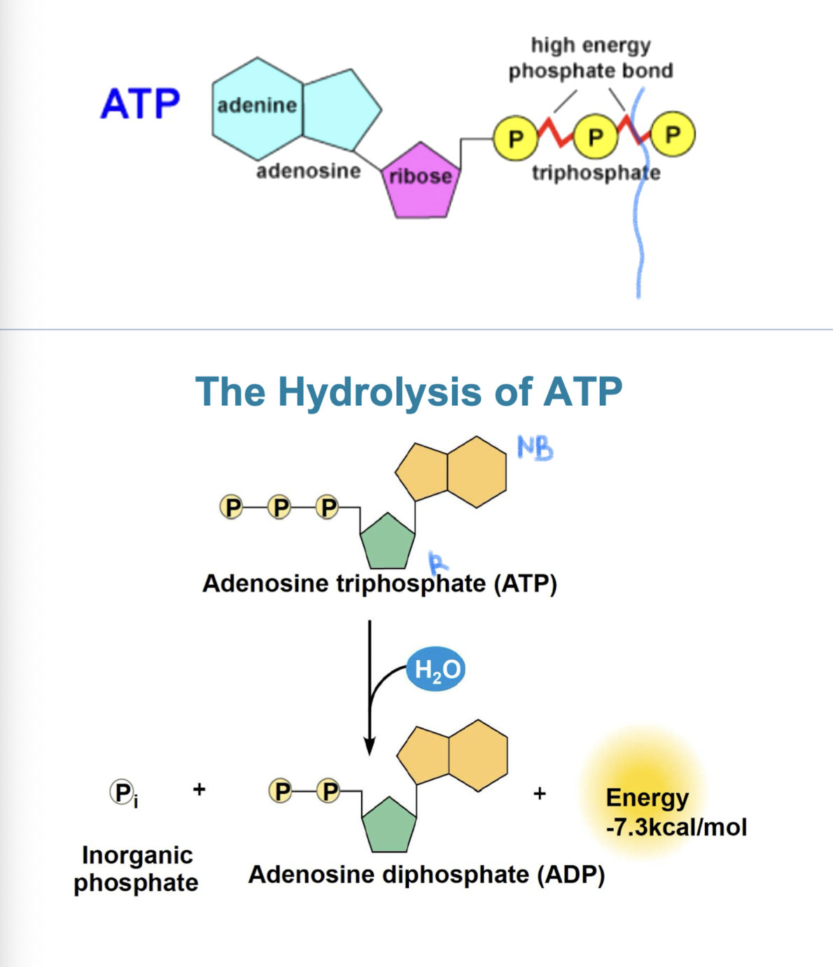 <p>energy is released when terminal phosphate bond is broken (comes from chemical change to state of lower energy, not from bond itself) exergonic reaction</p><ul><li><p>triphosphate tail of ATP like a compressed spring (hydrolysis releases a lot of energy due to repulsive forces)</p></li><li><p>ATP + H2O → ADP + Pi  (ΔG = - 7.3 kcal/mol (- 30.5 kJ/mol))</p></li></ul><p></p>