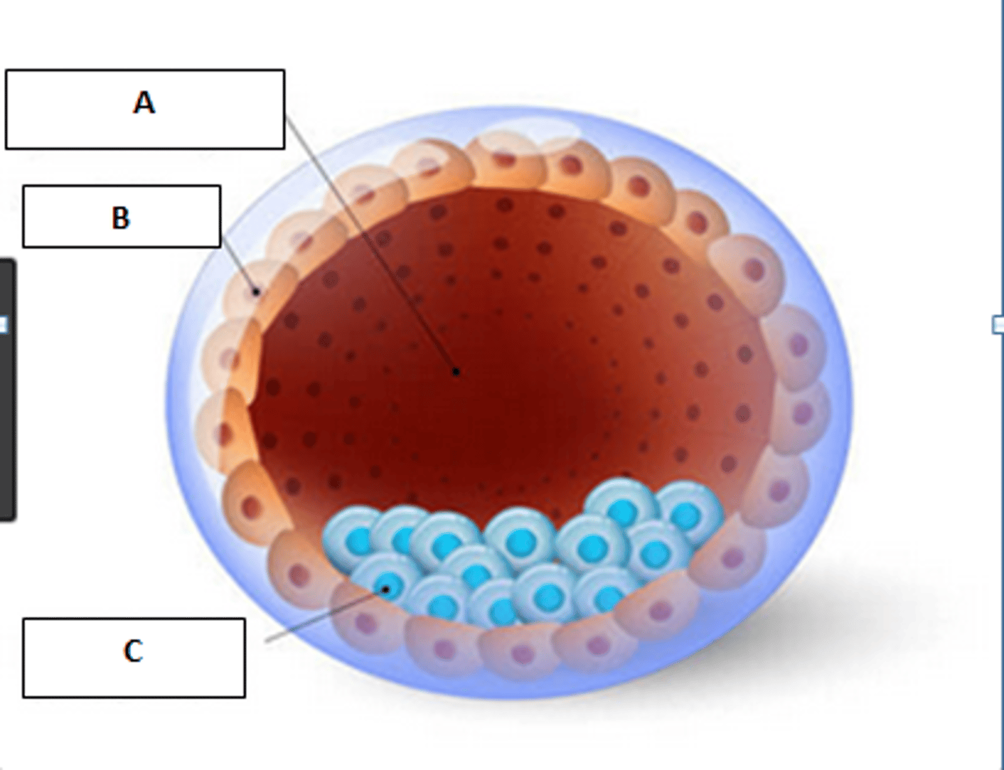 <p>Cluster of cells inside the blastocyst that becomes the embryo proper. (c)</p>