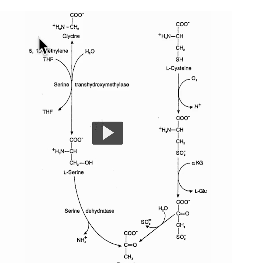 <p>This slide is showing <strong>how serine, glycine, and cysteine are metabolized</strong>, and how their carbons end up as <strong>pyruvate (→ gluconeogenesis)</strong> while also linking to <strong>nitrogen metabolism and one-carbon metabolism</strong>.</p><p>Let’s break it cleanly <span data-name="point_down" data-type="emoji">👇</span></p><div data-type="horizontalRule"><hr></div><p>LEFT SIDE: <strong>Serine </strong><span data-name="left_right_arrow" data-type="emoji">↔</span><strong> Glycine (One-Carbon Metabolism)</strong> </p><p>Key reaction: <strong>Serine ⇄ Glycine</strong></p><p>Enzyme: <strong>serine hydroxymethyltransferase</strong></p><div data-type="horizontalRule"><hr></div><p>What’s happening?</p><ul><li><p>Serine (3C) loses <strong>one carbon</strong></p></li><li><p>That carbon is transferred to <strong>THF (tetrahydrofolate)</strong></p></li></ul><p>Forms:</p><ul><li><p><strong>Glycine (2C)</strong></p></li><li><p><strong>5,10-methylene-THF</strong></p></li></ul><div data-type="horizontalRule"><hr></div><p><span data-name="key" data-type="emoji">🔑</span> Why this matters:</p><ul><li><p>THF carries <strong>1-carbon units</strong></p></li><li><p>Used for:</p><ul><li><p>DNA synthesis</p></li><li><p>nucleotide production</p></li></ul></li></ul><p><span data-name="point_right" data-type="emoji">👉</span> This is part of <strong>folate metabolism (VERY high-yield)</strong></p><div data-type="horizontalRule"><hr></div><p><span data-name="fire" data-type="emoji">🔥</span> ALSO: Serine → Pyruvate</p><p>Enzyme: <strong>serine dehydratase</strong></p><p>Reaction:</p><ul><li><p>Removes <strong>NH₄⁺ (ammonia)</strong></p></li><li><p>Leaves behind <strong>pyruvate</strong></p></li></ul><p><span data-name="point_right" data-type="emoji">👉</span> This shows:<br><span data-name="check_mark" data-type="emoji">✔</span> Serine is <strong>gluconeogenic</strong></p><div data-type="horizontalRule"><hr></div><p><span data-name="brain" data-type="emoji">🧠</span> RIGHT SIDE: <strong>Cysteine → Pyruvate</strong> </p><p>Step-by-step: 1. Cysteine oxidation</p><ul><li><p>Cysteine + O₂ → oxidized form (adds oxygen to sulfur)</p></li></ul><div data-type="horizontalRule"><hr></div><p>2. Transamination</p><ul><li><p>Uses <strong>α-ketoglutarate (α-KG)</strong></p></li><li><p>Produces:</p><ul><li><p><strong>L-glutamate (L-Glu)</strong></p></li><li><p>modified cysteine intermediate</p></li></ul></li></ul><div data-type="horizontalRule"><hr></div><p>3. Sulfur removal</p><ul><li><p>Releases <strong>SO₃²⁻ (sulfite)</strong></p></li></ul><div data-type="horizontalRule"><hr></div><p>4. Final product:</p><p><span data-name="point_right" data-type="emoji">👉</span> <strong>Pyruvate</strong></p><div data-type="horizontalRule"><hr></div><p><span data-name="key" data-type="emoji">🔑</span> Big picture (connect everything)</p><p>All three amino acids:</p><table style="min-width: 50px;"><colgroup><col style="min-width: 25px;"><col style="min-width: 25px;"></colgroup><tbody><tr><th colspan="1" rowspan="1"><p>Amino Acid</p></th><th colspan="1" rowspan="1"><p>Final Carbon Product</p></th></tr><tr><td colspan="1" rowspan="1"><p>Serine</p></td><td colspan="1" rowspan="1"><p>Pyruvate</p></td></tr><tr><td colspan="1" rowspan="1"><p>Glycine</p></td><td colspan="1" rowspan="1"><p>→ Serine → Pyruvate</p></td></tr><tr><td colspan="1" rowspan="1"><p>Cysteine</p></td><td colspan="1" rowspan="1"><p>Pyruvate</p></td></tr></tbody></table><p><span data-name="point_right" data-type="emoji">👉</span> Therefore:<br><span data-name="check_mark" data-type="emoji">✔</span> <strong>All are gluconeogenic</strong></p><div data-type="horizontalRule"><hr></div><p><span data-name="warning" data-type="emoji">⚠</span> Important insights 1. These AAs can release free NH₄⁺ directly</p><p>Unlike most AAs:</p><ul><li><p>they don’t always need glutamate first</p></li></ul><div data-type="horizontalRule"><hr></div><p>2. Link between pathways</p><p>This slide connects:</p><ul><li><p><strong>Amino acid metabolism</strong></p></li><li><p><strong>Folate (1-carbon) metabolism</strong></p></li><li><p><strong>TCA cycle (via pyruvate)</strong></p></li><li><p><strong>Nitrogen disposal</strong></p></li></ul><div data-type="horizontalRule"><hr></div><p><span data-name="fire" data-type="emoji">🔥</span> Easy way to remember</p><p><span data-name="point_right" data-type="emoji">👉</span> “Serine family → pyruvate”</p><ul><li><p>Serine → pyruvate</p></li><li><p>Glycine → serine → pyruvate</p></li><li><p>Cysteine → pyruvate</p></li></ul><div data-type="horizontalRule"><hr></div><p><span data-name="dna" data-type="emoji">🧬</span> Why this is high-yield</p><ul><li><p>Folate cycle questions (THF!!)</p></li><li><p>Which AAs → pyruvate</p></li><li><p>Direct NH₃ release (serine, threonine similar idea)</p></li><li><p>Gluconeogenesis during fasting</p></li></ul><p></p>