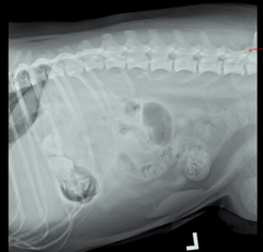 <p>What is wrong with this patient positioning?</p>