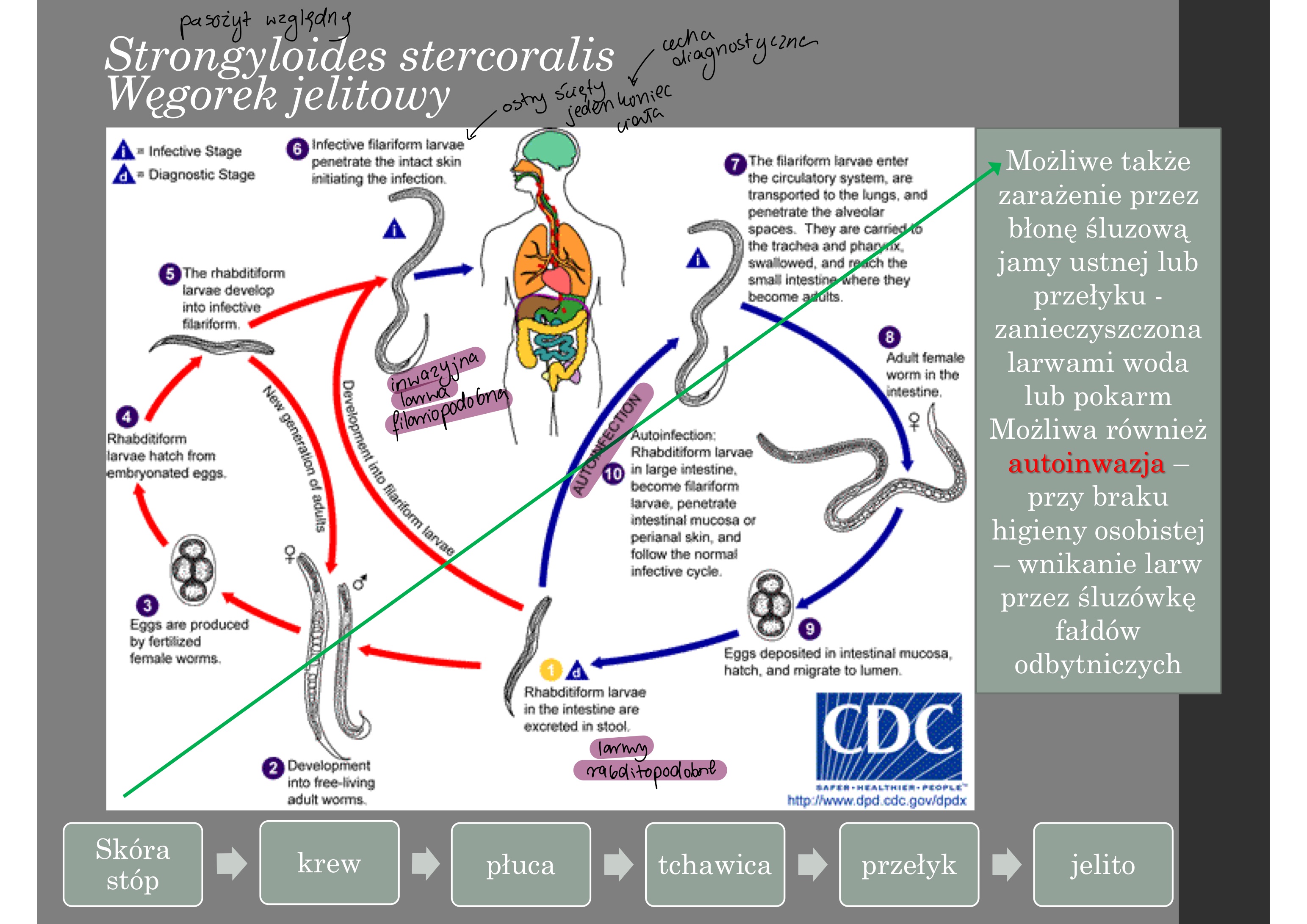 knowt flashcard image