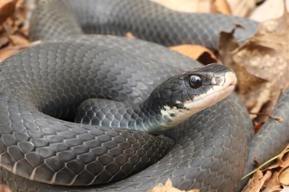 <p>Colubridae. Found statewide</p>