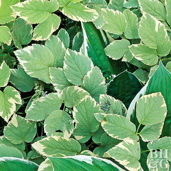 <p>Plant Scientific (Latin) Name</p>