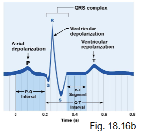 <ul><li><p>waves</p><ul><li><p>= sum of electrical activity of ALL myocardial cells (NOT an AP)</p></li></ul></li></ul><p></p>