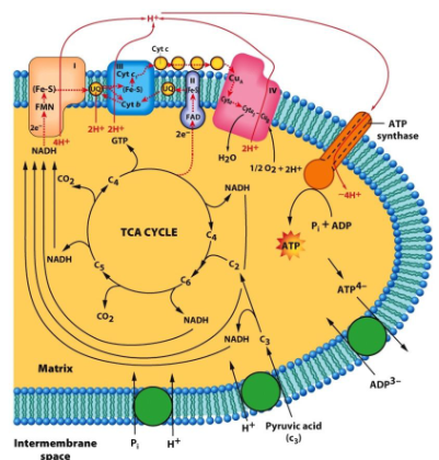 <ul><li><p>uptake of ADP/Pi in exchange for ATP and H+; ATP/ADP exchange is accomplished by the adenine nucleotide translocase (ANT)</p></li><li><p>pull Ca2+ ions into the mitochondrion</p></li><li><p>drive mitochondrial fusion</p></li><li><p>specifically targeting polypeptides to enter the mitochondrion from the matrix</p></li><li><p>pumping pyruvate into the matrix (symport)</p></li></ul><p>photo shows a summary of the major activities during aerobic respiration in a mitochondrion</p><p></p>