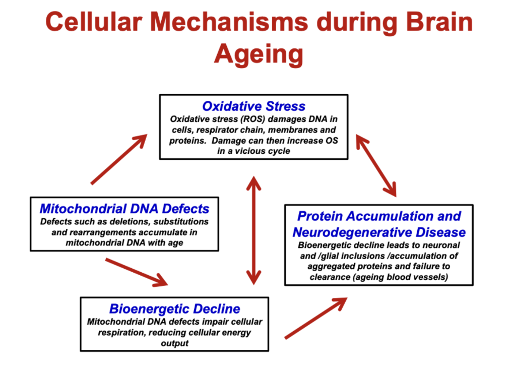 <ul><li><p><strong>Oxidative stress (ROS):</strong></p><ul><li><p>Damages DNA, proteins, membranes</p></li><li><p>Creates a <strong>vicious cycle</strong> of further damage</p></li></ul></li><li><p><strong>Mitochondrial DNA defects:</strong></p><ul><li><p>Accumulate with age</p></li><li><p>Impair mitochondrial function</p></li></ul></li><li><p><strong>Bioenergetic decline:</strong></p><ul><li><p>↓ cellular respiration → ↓ energy (ATP)</p></li></ul></li><li><p><strong>Protein accumulation:</strong></p><ul><li><p>Misfolded/aggregated proteins build up</p></li><li><p>Impaired clearance → <strong>neurodegeneration</strong></p></li></ul></li><li><p><strong>Key idea:</strong></p><ul><li><p>These processes are <strong>interconnected</strong> and amplify each other → neuronal dysfunction and disease</p></li></ul></li></ul><p></p>