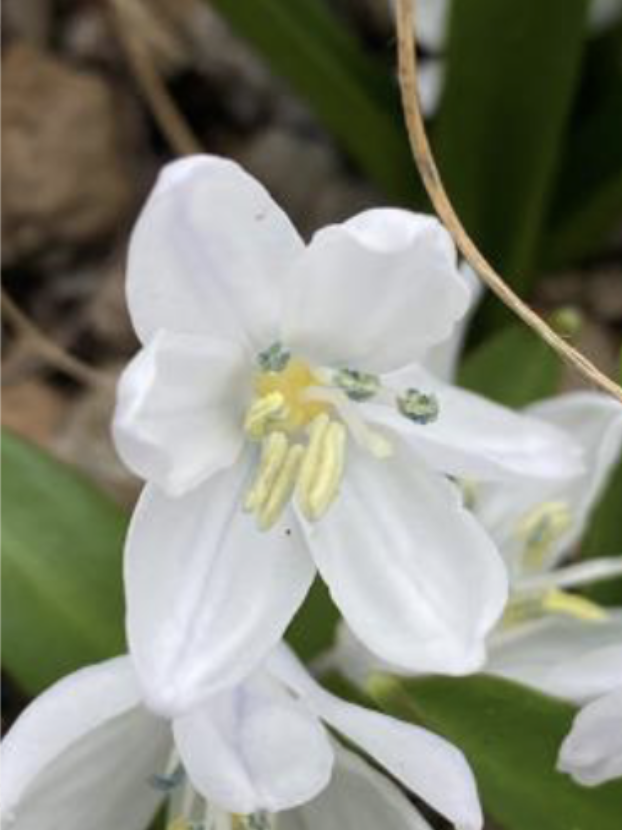 <p>Cylindrical or slightly tapering flower stalks<br>Flat, linear leaves<br>2-6 flowers, widely campanulate, loos raceme</p>