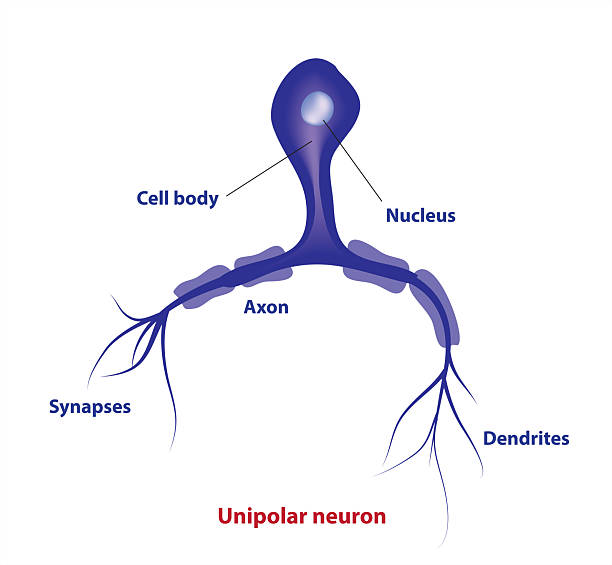 <p>single process that divides into two branches; one branch extends to the CNS, the other extends to the periphery.</p>