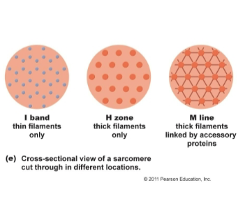 <p>thick filaments only</p>