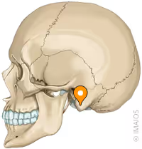 <p>What feature of the skull is this?</p>