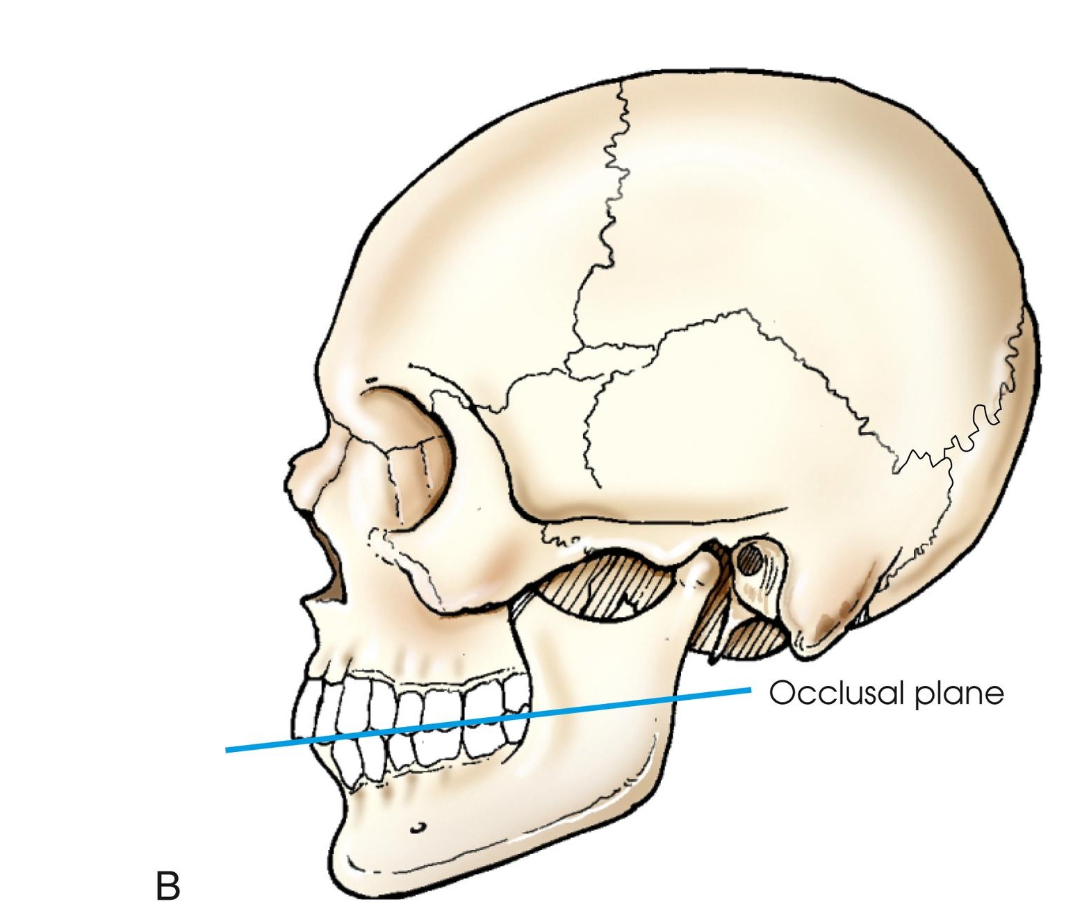 <p>Formed by the biting surfaces of the upper and lower teeth with the jaws closed. It is used in positioning of the odontoid process and in some head projections.</p>