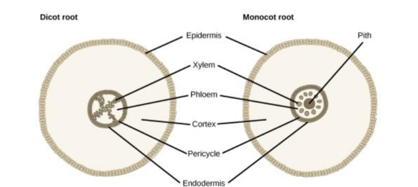 <p><strong>Xylem</strong> forms a central core organized in 2 or more radiating points. Phloem is placed in between radial branches of xylem</p><ul><li><p>looks like an X</p></li></ul><p></p>