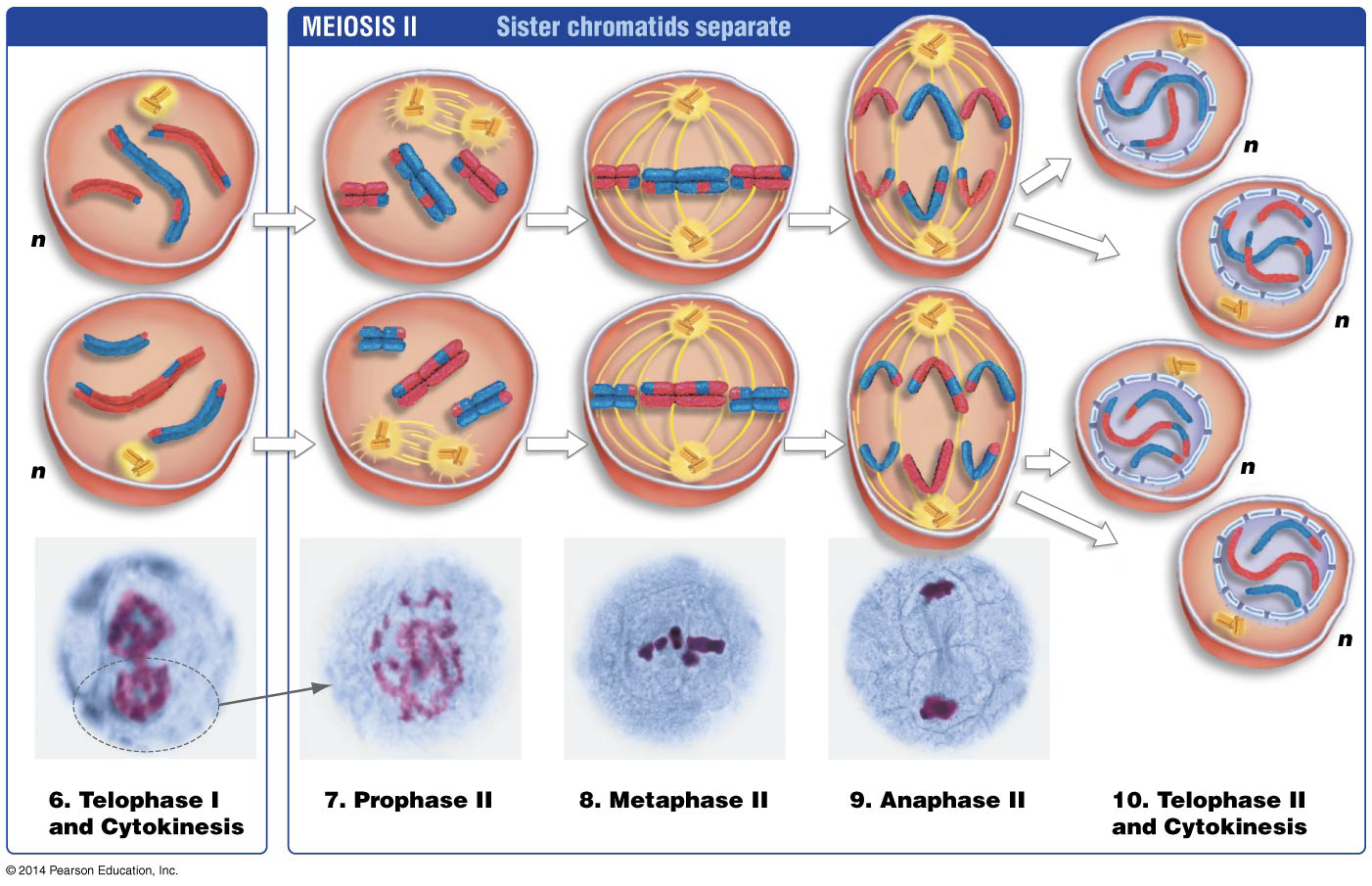 <p>Separation of sister chromatids</p><ol><li><p><strong>Prophase 2</strong></p></li></ol><p>Chromosomes condense, no crossing over or synapses.</p><ol start="2"><li><p><strong>Metaphase 2</strong></p></li></ol><p>Sister chromatids align line up along the plate</p><ol start="3"><li><p><strong>Anaphase 2</strong></p></li></ol><p>Sister chromatids pulled by spindles</p><ol start="4"><li><p><strong>Telophase 2 and Cytokinesis</strong></p></li></ol><p>4 unique daughter cells</p>