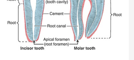 <ul><li><p>aka pulp canal</p></li><li><p>transmits nerves &amp; vessels to and from pulp cavity thru apical foramen</p></li></ul><p></p>