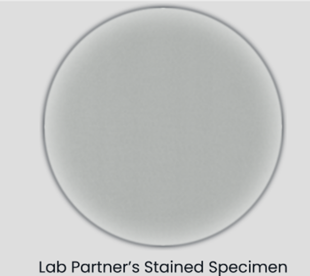 <p>Troubleshoot the following:</p><p>Your lab partner is preparing a smear for simple staining from a solid culture. Oddly, the stained slide doesn't appear to have any cells on it. What went wrong?</p>