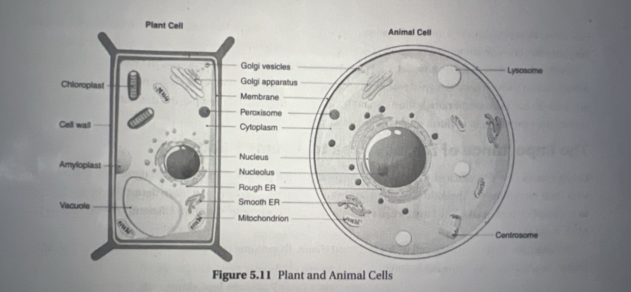 <p>It <strong>modifies, packages, and transports</strong> proteins, lipids, and carbohydrates where they need to go.</p>