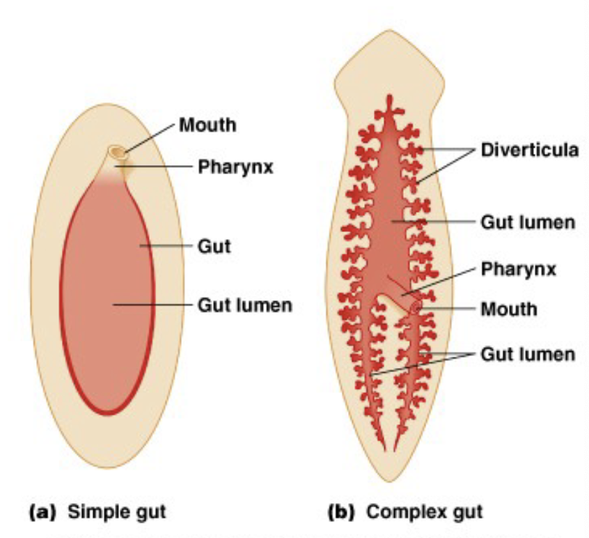 <ul><li><p>two-way gut</p><ul><li><p>simple gut: less surface area, best simple particles and gas/nutrient exchange</p></li><li><p>complex gut: more surface area for exchange, better absorption</p></li></ul></li></ul><p></p>