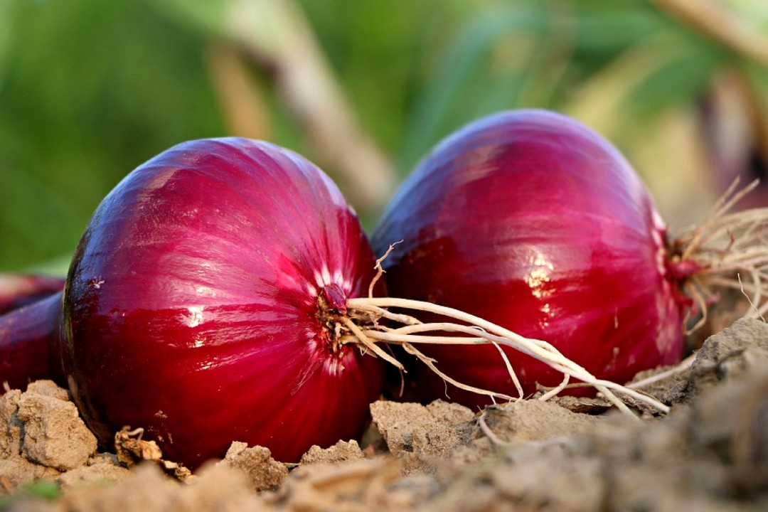 <p><strong>Common Name</strong>: Onions, sibuyas</p><p><strong>Parts Used</strong>: <span style="background-color: transparent;">Bulb, roots</span></p><p><strong>Use/s</strong>: Colds, coughs, fever; antimicrobial, anti-oxidant, etc.</p><p><strong>Major Metabolites</strong>: <strong><u>Organosulfur compounds</u></strong>, flavonoids, saponins, fructans</p>