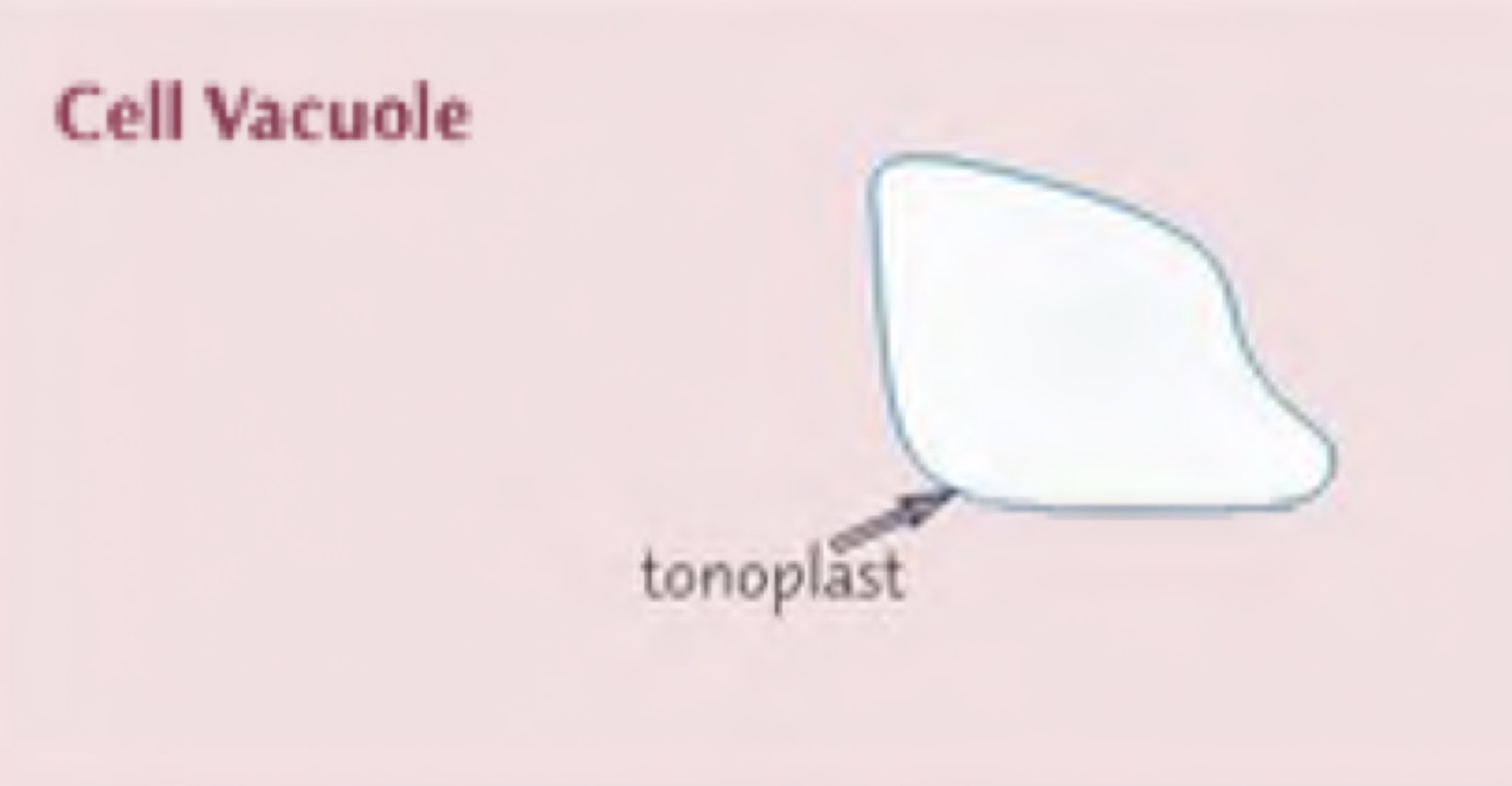 <p>A membrane bound organelle found in the cytoplasm of plant cells it contains cell sap, a weak solution of sugar and salts. The surrounding membrane is called the tonoplast </p>