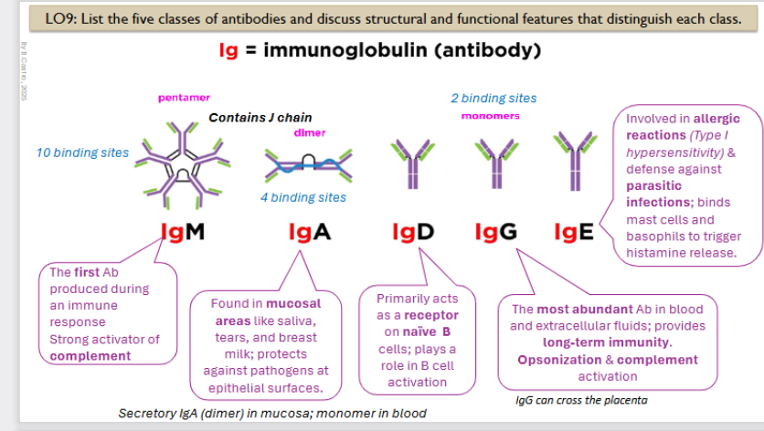 <p>The first Ab produced  during an immune response. Strong activator of <strong>complement</strong></p><p></p><p>It is a <strong>pentamer </strong>with <strong>10 </strong>binding sites</p>