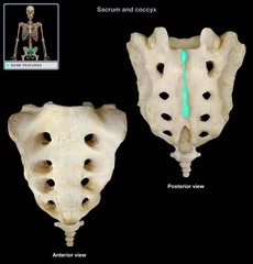 <p>Looks like the back of a dinosaur slightly and is the tell tale sign of posterior side</p>