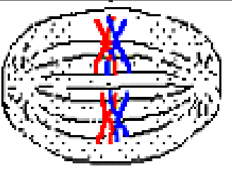 <p>______ I:</p><p>_______ chromosomes align at the ________ plate. This alignment is completely random and is known as ________ assortment. This is another source of genetic ______.</p>
