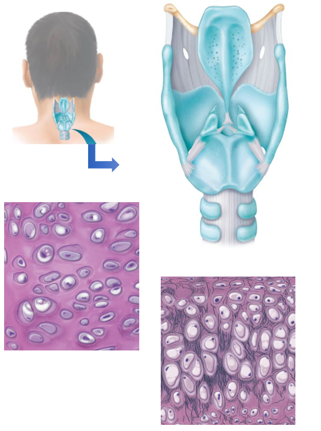 <ul><li><p>Contains 9 separate sections of cartilage that provide a flexible framework</p><ul><li><p>3 unpaired</p></li><li><p>6 paired</p></li><li><p>Thyroid, cricoid, and most of the arytenoid cartilages are made of <strong>hyaline cartilage </strong></p></li><li><p>Remaining sections are composed of <strong>elastic fibrocartilage </strong></p></li><li><p>Elastic structures found within cartilaginous framework are involved in sound production </p></li></ul></li><li><p>Supported by</p><ul><li><p>Muscles that connect it to the surrounding neck</p></li><li><p>Muscles within the larynx itself </p></li></ul></li></ul><p></p>