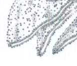 <p>Bestaat uit stapels afgeplatte membraanzakjes (cisternae) bezet met ribosomen aan de buitenkant. Voornaamste functie: synthese van eiwitten bestemd voor secretie, het Golgi-apparaat of lysosomen. Deze eiwitten hebben een signaalsequentie aan hun N-terminus waardoor ze tijdens de synthese door de membraan naar het lumen worden getransporteerd; daarna wordt de signaalsequentie verwijderd. De meeste van deze eiwitten worden geglycosyleerd (= glycoproteïnen): suikers worden binnenin het ER gekoppeld aan serine/threonine (O-glycosylatie) of asparagine (N-glycosylatie). Cellen gespecialiseerd in secretie (bv. kliercellen van de pancreas, plasmacellen) bevatten zeer veel R.E.R. Het T.E.R. is een gespecialiseerd gedeelte aan de uiteinden van het R.E.R. waar transportvesikels worden afgesnoerd richting Golgi-apparaat</p>