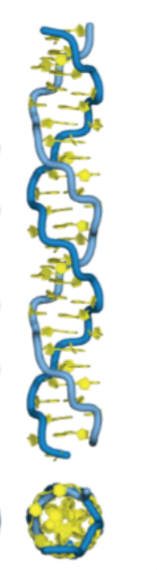 <p>Which form of alternative DNA is:</p><ul><li><p><1% of cellular DNA</p></li><li><p>seen in regions with<strong> high G-C content</strong></p></li><li><p><strong>a left handed helix</strong></p></li></ul><p></p>