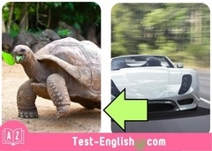<p>A tortoise is a _____ animal.</p>