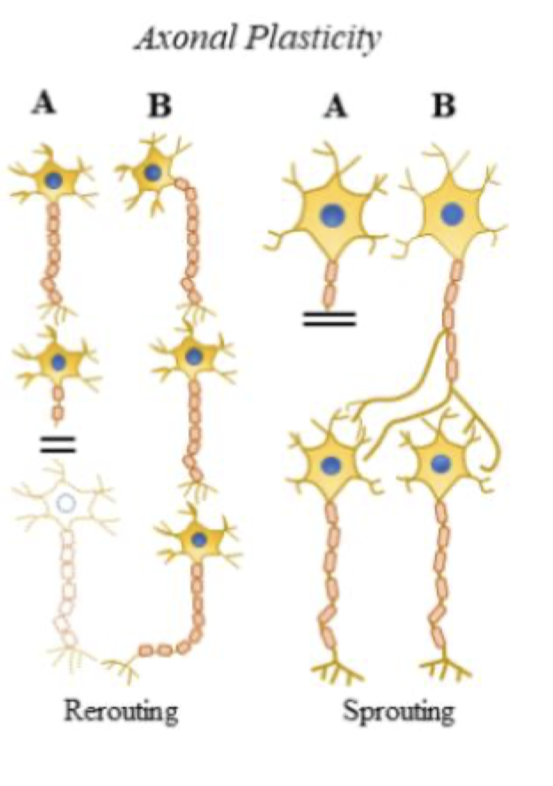 <p>Aka. dendritic and axonal plasticity </p><ul><li><p>Dendritic plasticity: changes in the number of dendrites and spines </p><ul><li><p>More dendrites = dendritic arborization/sprouting </p></li><li><p>less dendrites = dendritic pruning (enabled by microglia) </p></li></ul></li><li><p>Axonal plasticity: rerouting or sprouting of new axons to neurons that are not innervated </p><ul><li><p></p></li></ul></li></ul><p></p>