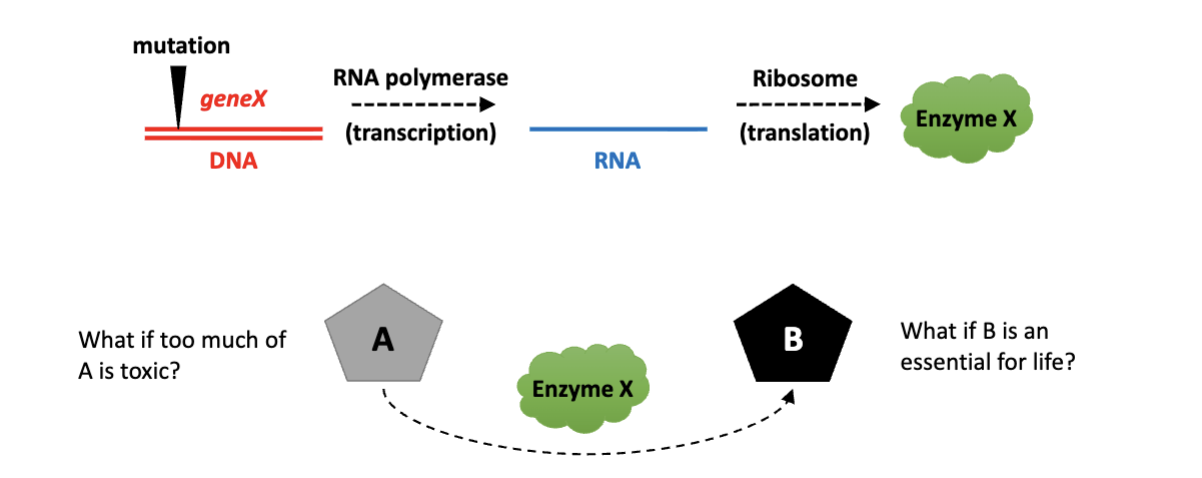 <p>states that one gene results in the production of one enzyme</p>