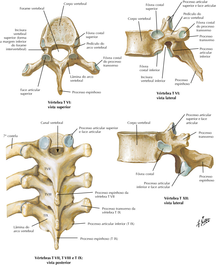 <p>just anterior to the vertebral notch</p>