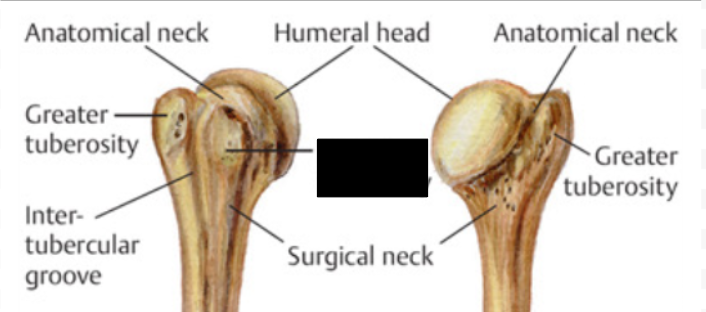 <p>What is this tubercle of the Humerus?</p>