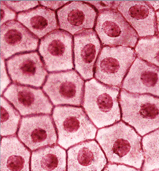 <p>what basic tissue is this</p>