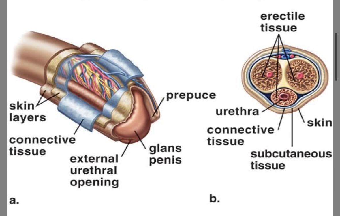 <p>expanded <strong>tip</strong> of the penis</p>