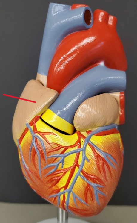 <p>Name the structure</p>