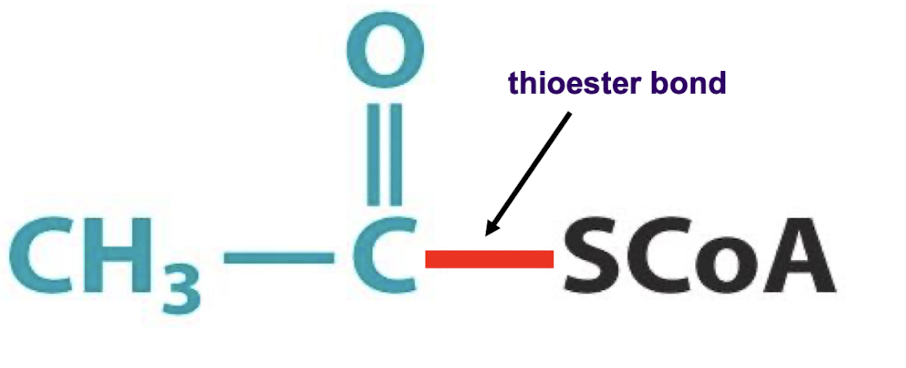 <p>A high energy intermediate that is the primary reactant of the CAC, structured as an activated form of acetate that is formed via a thioester bond between CoA and acetate</p>