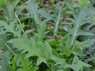 <p>Mehki osat-Cirsium oleraceum</p>