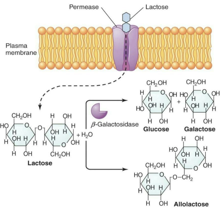 <ul><li><p><strong><em>Inducible expression</em></strong></p><ul><li><p>The system is only turned on (induced) when needed.</p></li><li><p><strong><em>Permease</em></strong> (lacY) is a <strong><em>symporter</em></strong> that co-transports lactose into the bacterial cell along with a proton (H⁺)</p></li><li><p><strong><em>Lactose</em></strong> can be cleaved by <strong><em>β-galactosidase</em></strong> (lacZ) into glucose and galactose or be converted to allolactose</p></li><li><p><strong><em>Allolactose</em></strong> is an <strong><em>inducer</em></strong> that increases transcription by turning on the lac operon</p></li></ul></li></ul><p></p>