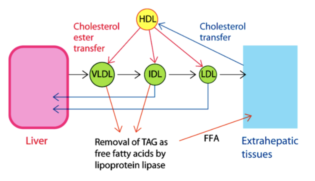 <p>Départ du VLDL, résorption du triacyglycérol (lipase), formation de IDL puis LDL, endocytose </p>