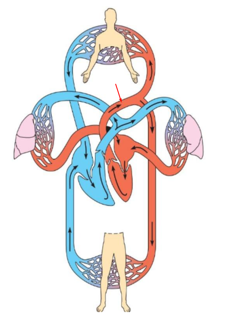 <p>Identify and Define</p>