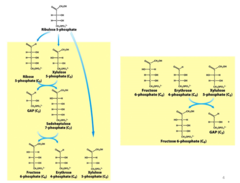 <p>phase 2 of the PPP is the ______________ phase: generates sugars needed for nucleic acid synthesis; chops off one or two carbons and moves them to another sugars - can end up with many types of monosaccharide sugars ranging from 3-7 carbons</p>