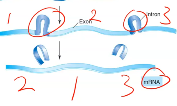 <p>About 3 different proteins.</p>