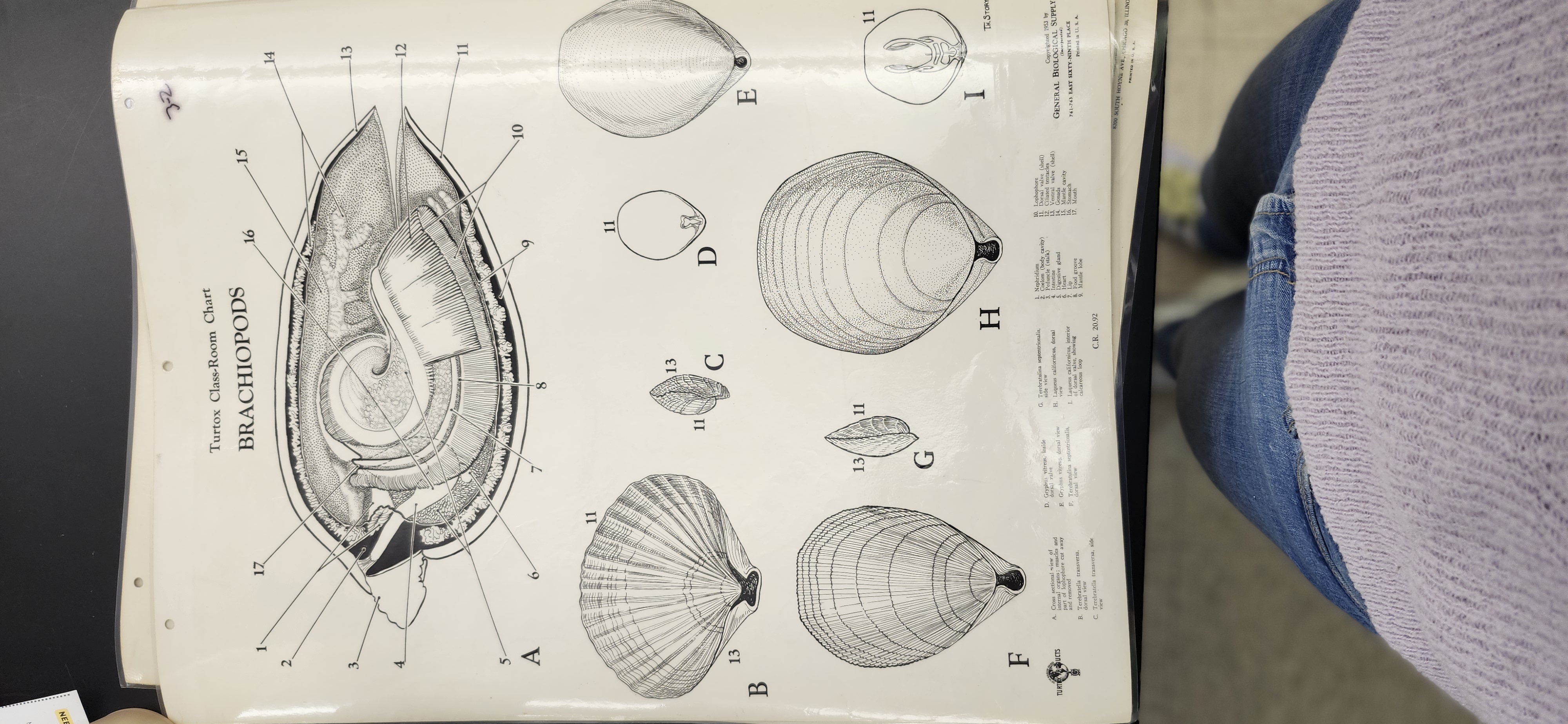 <p>What is the phylum and genus of the organism?</p>